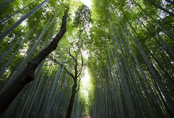 Sunlight filtering through a dense forest canopy