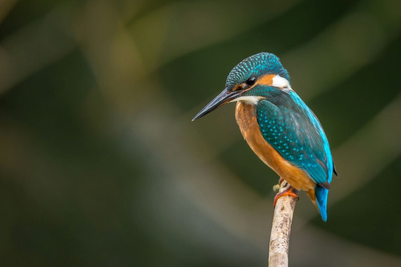 A common kingfisher perched on a branch, photographed by Vincent van Zalinge